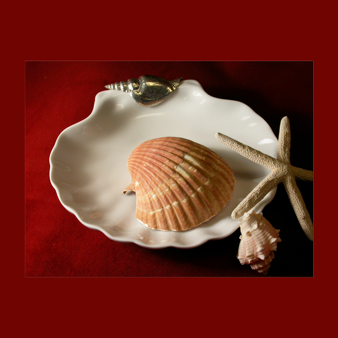 Shell 7" Dish